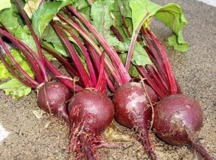 孕婦可以吃甜菜嗎?孕婦吃甜菜有什么好處