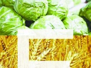 孕婦能吃維生素e嗎?維生素e的攝入量是多少