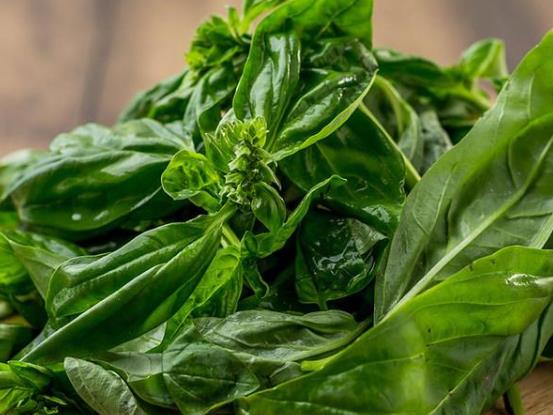 孕婦能吃羅勒葉嗎?羅勒葉過敏有哪些癥狀