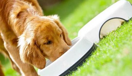 十大寵物食品品牌排行榜