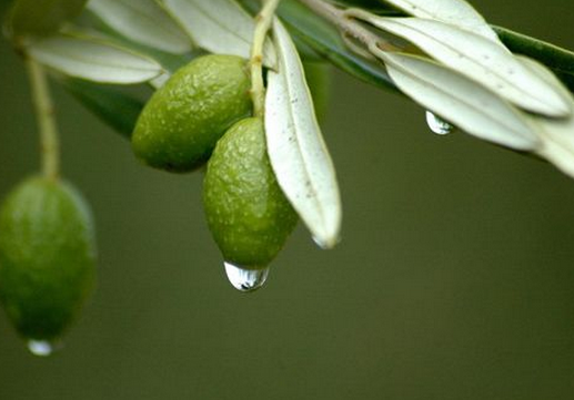 食用橄欖的注意事項-橄欖的功效與作用