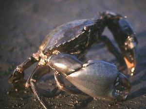 鋸緣青蟹的營養價值-食用鋸緣青蟹的注意事項