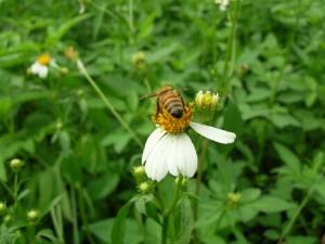 吃蜂王乳要小心,恐致乳房纖維囊腫