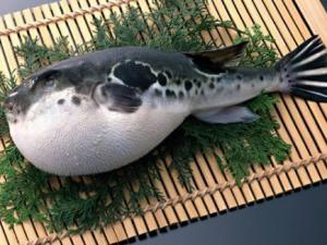 什么食物有毒?12種常見(jiàn)有毒的食物需注意