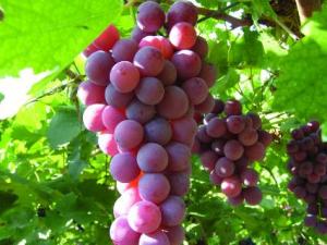 葡萄不能和什么一起吃?吃葡萄的飲食禁忌