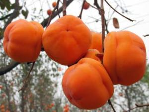 柿子可以空腹吃嗎?吃柿子有什么禁忌