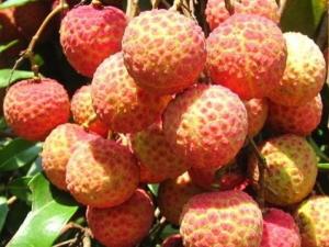 荔枝吃多了會(huì)怎么樣?荔枝每天吃多少合適