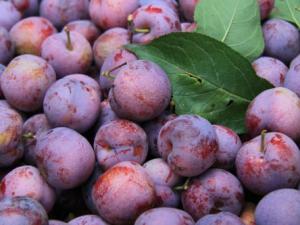 為什么說“桃養(yǎng)人,杏傷人,李子樹下埋死人”?