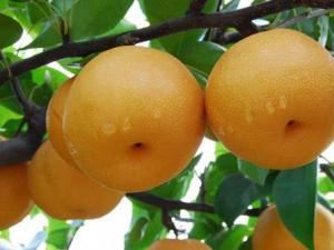 如何挑選梨？吃梨的注意事項