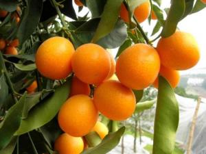 如何保存金桔?吃金桔的注意事項