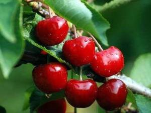 吃櫻桃上火嗎?吃櫻桃的注意事項