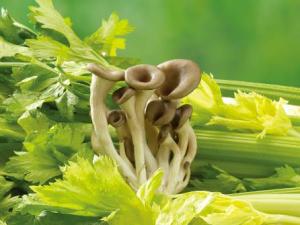 如何挑選芹菜?吃芹菜的食用禁忌