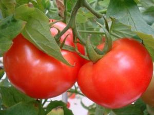 如何挑選西紅柿？吃西紅柿的注意事項