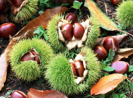 如何挑選板栗?板栗的食用禁忌