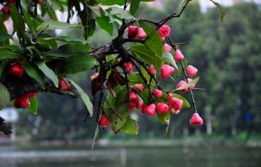 食用蓮霧的注意事項(xiàng)-蓮霧的功效與作用