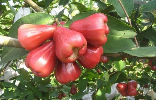 蓮霧的種植技術(shù)