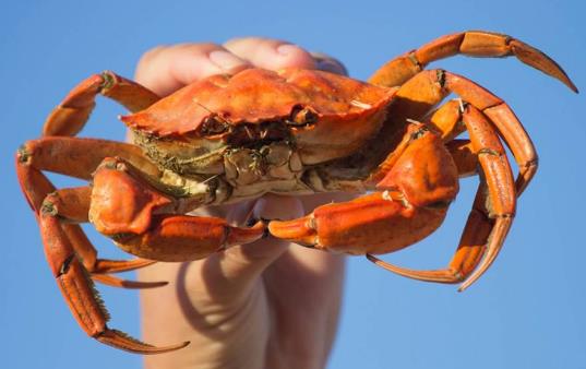 吃水產品容易腹瀉或者痛風的人能吃螃蟹嗎?