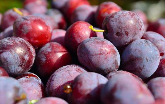 李子吃多了會(huì)怎么樣?李子一次吃多少合適