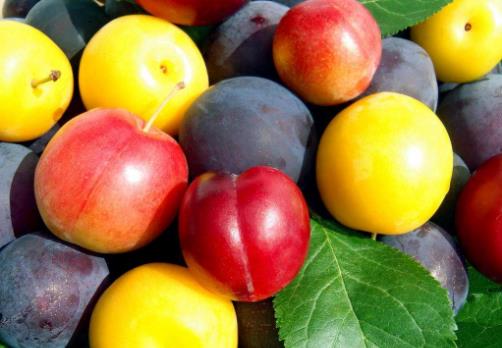 李子吃多了會(huì)怎么樣?李子一次吃多少合適