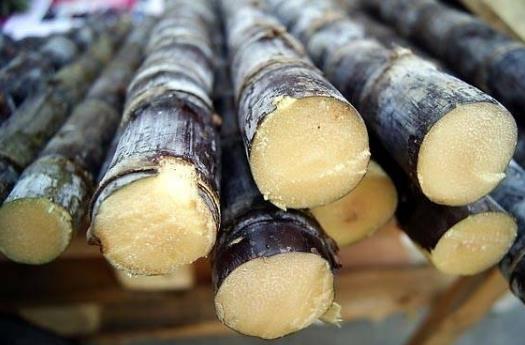 吃甘蔗會上火嗎?吃甘蔗的注意事項