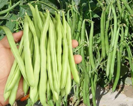 吃了不熟豆角中毒發(fā)病一般多久才會好?吃豆角中毒吐了就沒事了嗎?