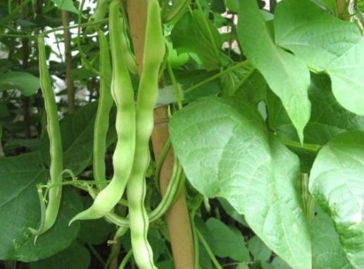 吃了不熟豆角中毒發(fā)病一般多久才會好?吃豆角中毒吐了就沒事了嗎?