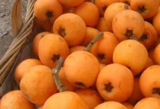 枇杷的飲食禁忌有什么?枇杷和什么不能同時食用?