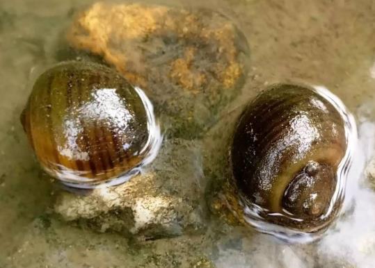 為什么田螺可以吃而福壽螺不能吃?福壽螺在中國(guó)為什么沒人吃?