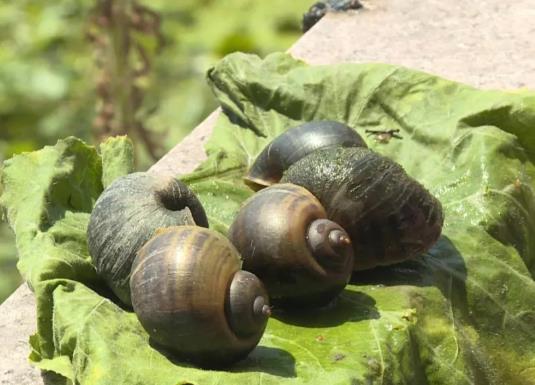 為什么田螺可以吃而福壽螺不能吃?福壽螺在中國(guó)為什么沒人吃?