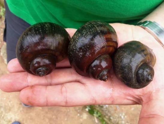 吃了福壽螺會怎么樣?吃了一次福壽螺有什么后果?