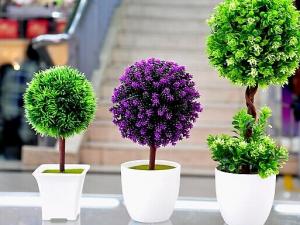 家里養(yǎng)什么植物好?家里養(yǎng)什么花風(fēng)水好?