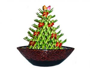 開運竹怎么養(yǎng)?開運竹養(yǎng)殖常見問題