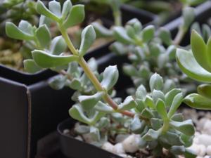 白鳳菊與家居風格的搭配-白鳳菊的養殖方法