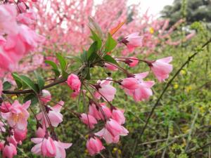 海棠花對家居環境的影響-海棠花的作用
