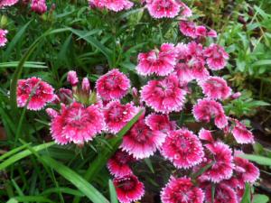 石竹對家居環境的影響-石竹的風水學應用