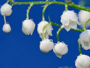 鈴蘭對家居環境的影響-鈴蘭的風水學應用