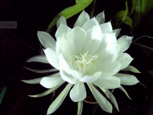 曇花對家居環境的影響-曇花的風水學應用