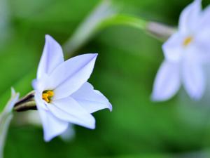白蘭花對家居環境的影響-白蘭花的作用