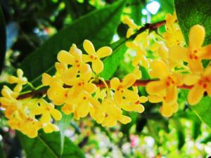 桂花對家居環境的影響-桂花的風水學應用