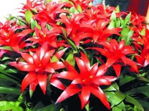 鳳梨對家居環境的影響-鳳梨與家居風格的搭配