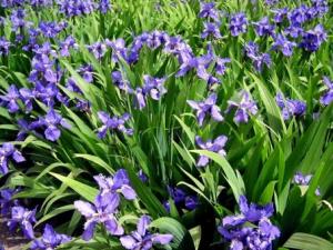 鳶尾花的風水學應用-鳶尾花與家居風格的搭配