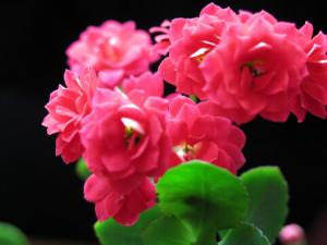 長壽花與家居風(fēng)格的搭配-長壽花的風(fēng)水學(xué)應(yīng)用