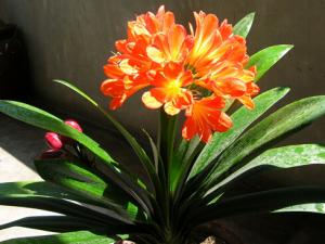 君子蘭對家居環境的作用-君子蘭的風水學應用