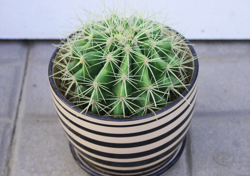 仙人球?qū)揖迎h(huán)境的影響-仙人球擺放風(fēng)水講究