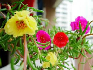 半支蓮對家居環(huán)境的影響-半支蓮的風水學應用