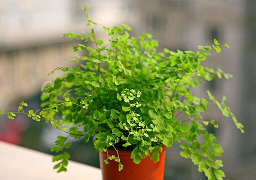 鐵線蕨對家居環(huán)境的影響-鐵線蕨的介紹