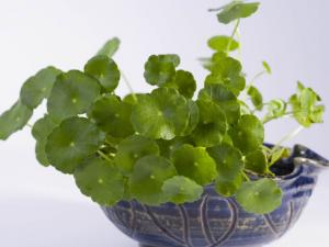 銅錢草對(duì)家居環(huán)境的影響-銅錢草與家居風(fēng)格的搭配