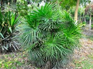 棕竹對家居環(huán)境的影響-棕竹的風(fēng)水學(xué)應(yīng)用