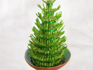 富貴竹的寓意-富貴竹與家居風(fēng)格的搭配