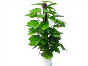 綠蘿對家居環境的作用-綠蘿的風水學應用